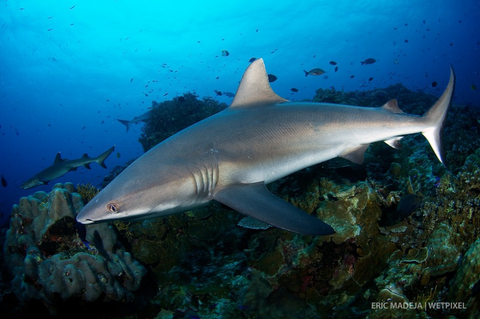 Within the Coral Triangle, sharks have been decimated to the point where you need to be considered lucky to encounter them while scuba diving. Fortunate there are still relatively pristine reefs in PNG, where sharks occur in numbers.