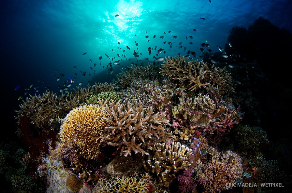 Even a very small corner of Tubbataha's reef can hold a large number of coral species and sustain many more associated lifeforms.