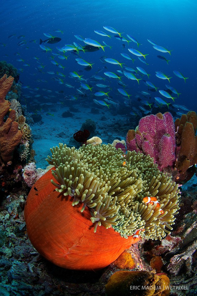 The vibrant reefs of Timor-Leste are relatively unknown. A lack of infrastructure is the reason that hardly any dive tourism exist in this relatively new country.