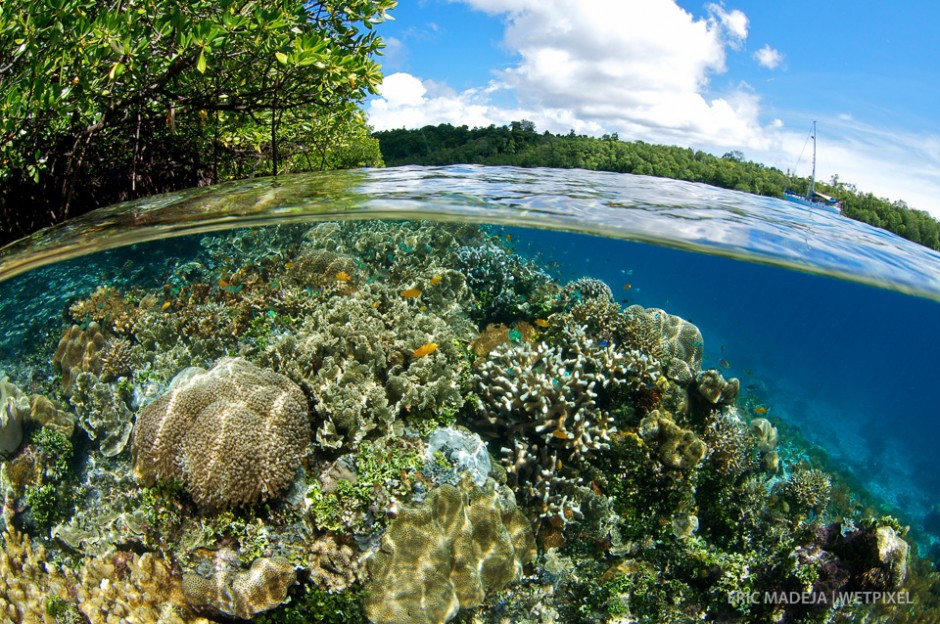 Nampele in Indonesa is a magical place where coral reef meets mangroves.