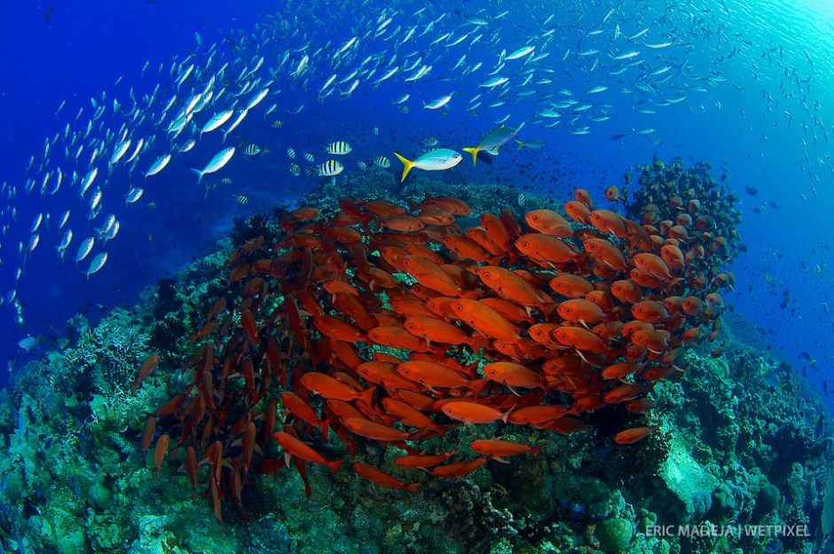 Many reefs in PNG are so remote that they are seldom visited by fishermen and you will find schooling fish in a abundance.