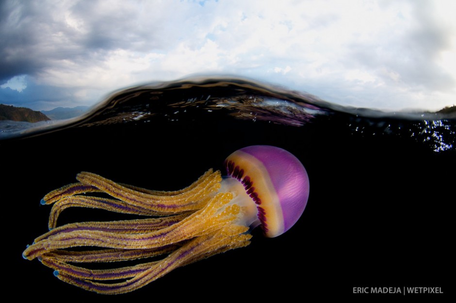 Jellyfish (*Thysanostoma loriferum*) riding the strong currents of the Indonesian throughflow (ITF) in choppy seas.