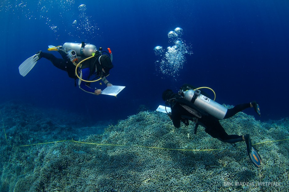 Looking every dive at corals only might not be everyones first choice. Tubbataha Management Office regularly monitors their reefs with the help of dedicated researchers.