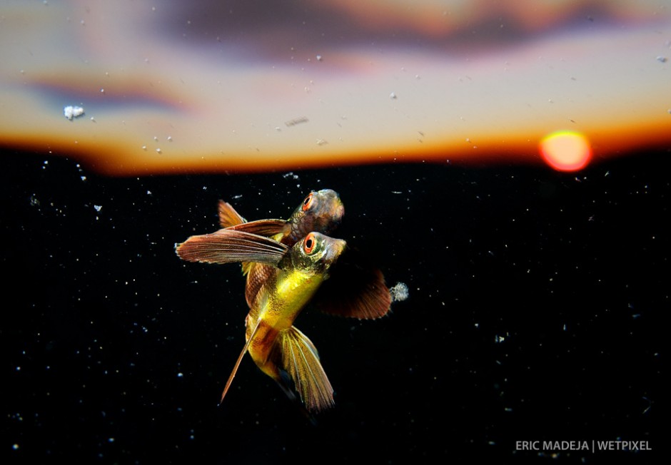 The Coral Triangle never fails to amaze - fish with wings and sunsets underwater. Juvenile flying fish (species uncertain) at dusk in the Sulu Sea.