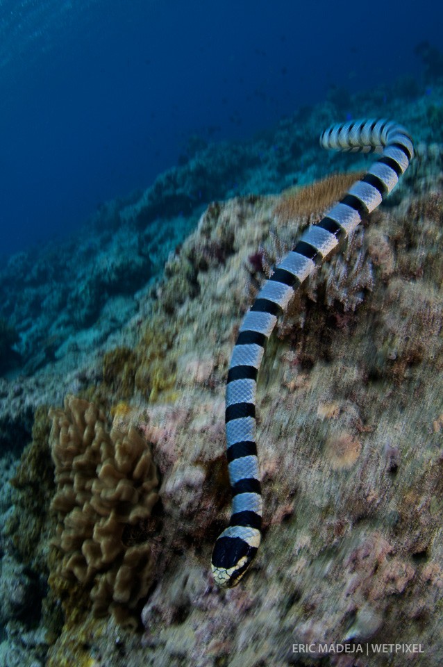 Banded Sea Krait (*Laticauda colubrina*) are commonly seen throughout the Coral Triangle.