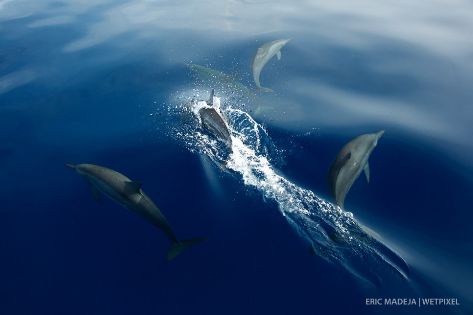 Large pods of dolphins can be found roaming the Solomon Islands. In certain areas they are traditionally hunted for their teeth.