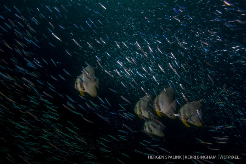 A group of longfin batfish (*Platax teira*) swim through a shoal of silversides (*Atheriniformes sp.*)  at sunset.  The various angles of the silversides to the light show off their often overlooked variety of colors. Raja Ampat, Indonesia.