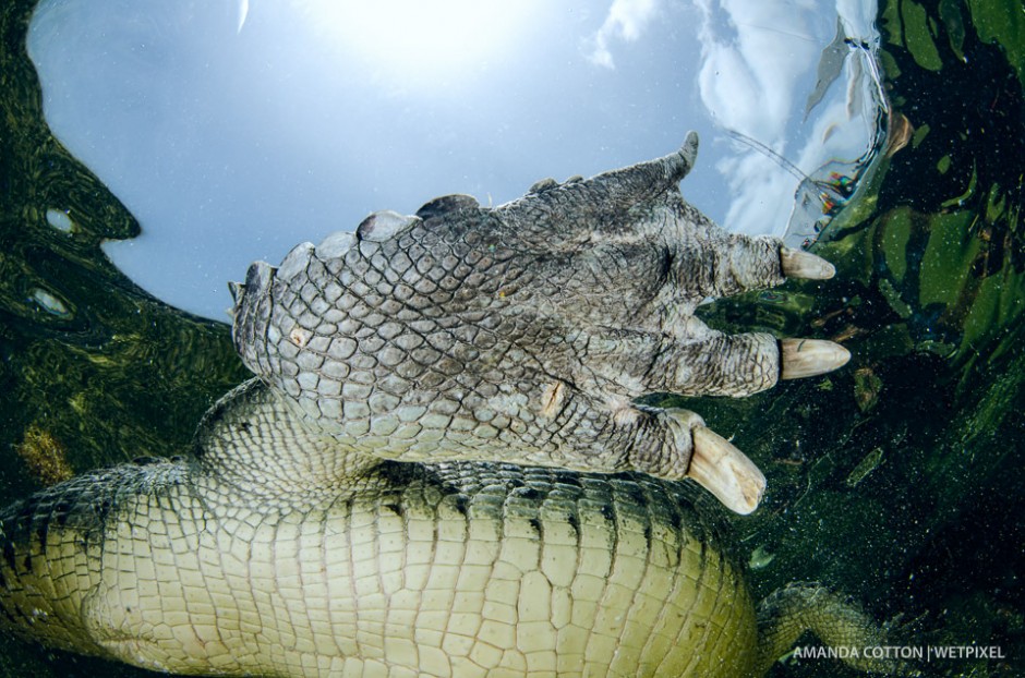 A close-up of an American crocodile's foot as it swims overhead.