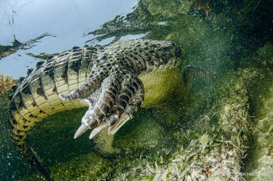 American crocodile moves through the water in Chinchorro.