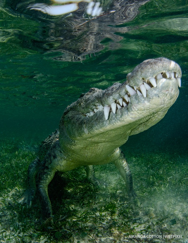American crocodile moves to the surface.