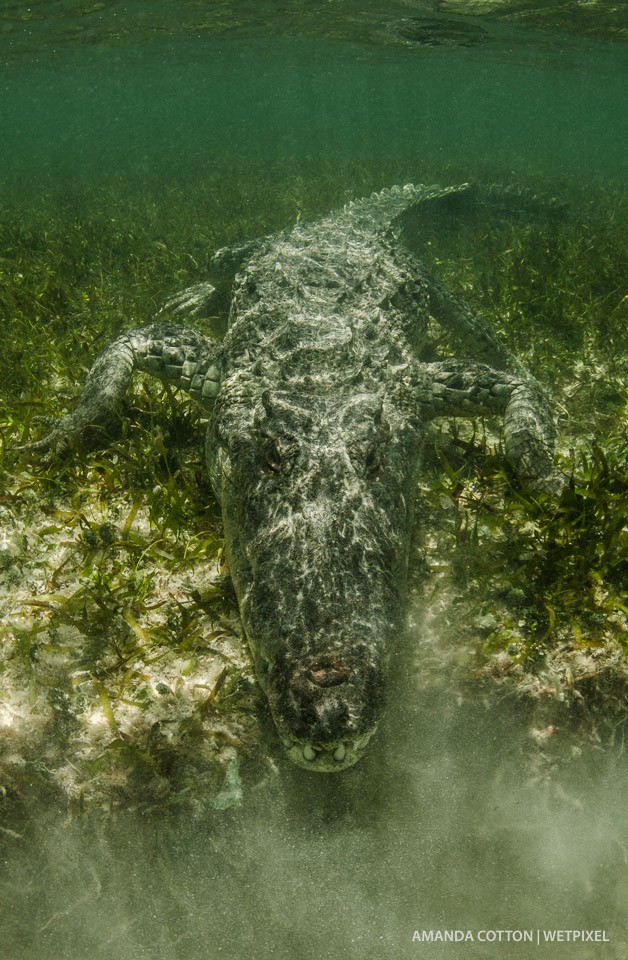 The American crocodiles of Chinchorro spend much of their time underwater lying in wait.