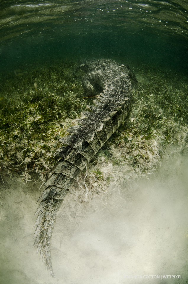 A crocodile slowly moves away.