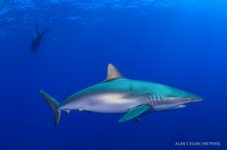 Silky sharks (*Carcharhinus falciformis*) also show up and are shy compared to the bold dusky sharks, but they are one of my favorite subjects to shoot.  Their eyes are beautiful.