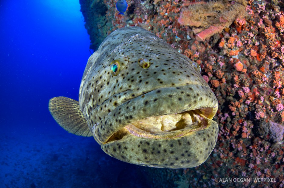 Every year we are lucky to enjoy the goliath grouper (*Epinephelus itajara*) aggregation and numbers can exceed 150 fish at one place.