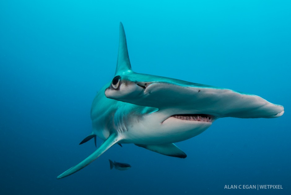 January through April we see the great hammerheads (*Sphyrna mokarran*) migrate through Jupiter. They often stop in for a photo shoot and compete with the tigers for snacks.