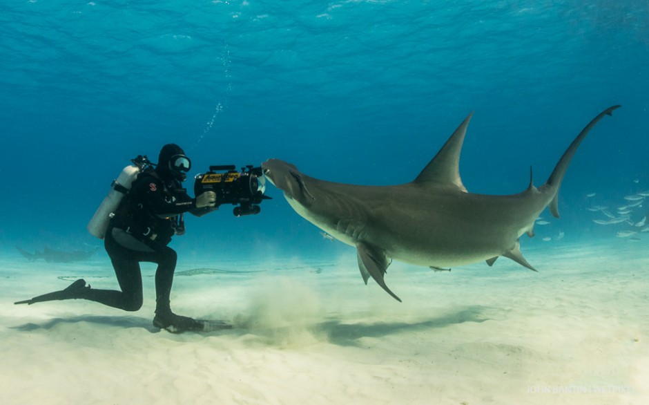 This big male great hammerhead with its spectacularly pointed dorsal fin gives videographer Frazier Nivens the big close-up and me an iconic photograph.