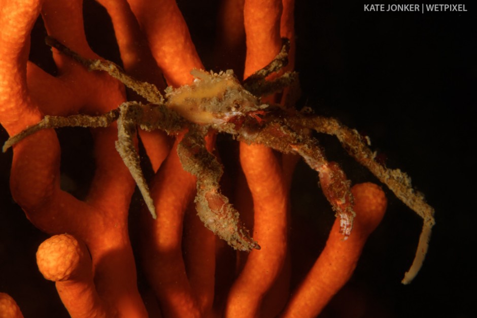The reefs of Gordon's Bay is home to a number of spider crabs, like this *Archaeopsis spinulosis*, which can be found waiting on sea fans for their next meal to come along.
