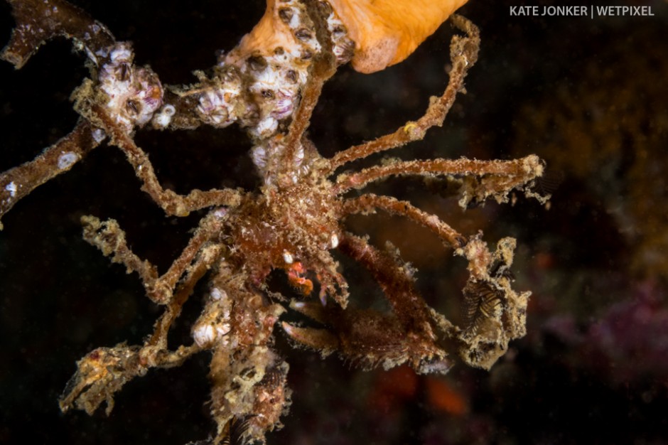 The Cape long-legged spider crab (*Macropodia falcifera*) hangs out on a sea fan at Pinnacle dive site in Gordon's Bay.