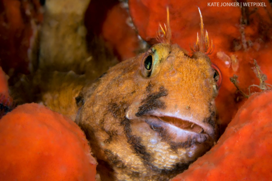 Horned blennies (*Parablennius cornutus*) simply have to be the most comical fish on the reef!