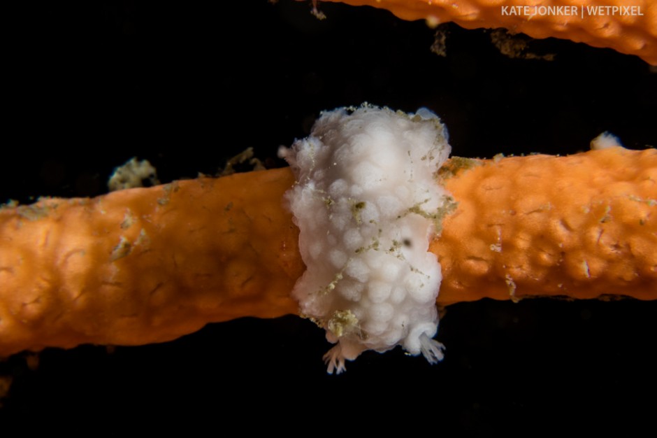 This whipfan nudibranch (*Tritonia nilsodhneri*), photographed at Pinnacle dive site in Gordon's Bay is very unusual.  Usually yellow to orange, they match the colour of their host sea fan.  This one stands out like a sore thumb!