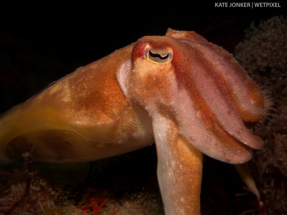 The common cuttlefish (*Sepia vermiculata*) can be found on many of the reefs in Gordon's Bay, very well camouflaged, able to change their colour and texture in order to communicate or for camouflage.