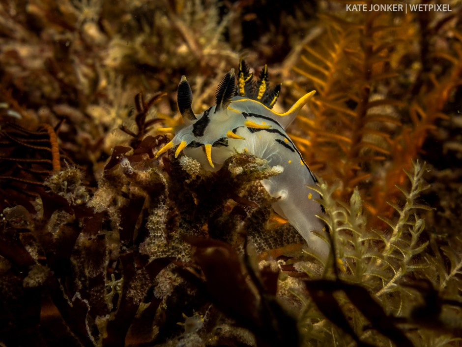 Crowned nudibranchs (*Polycera capensis*) are often found in Gordon's Bay.  This was photographed at Cow and Calf dive site.