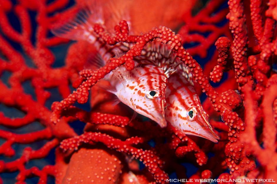Longnose hawkfish (Oxycirrhites typus) in red gorgonian sea fan - Papua New Guinea