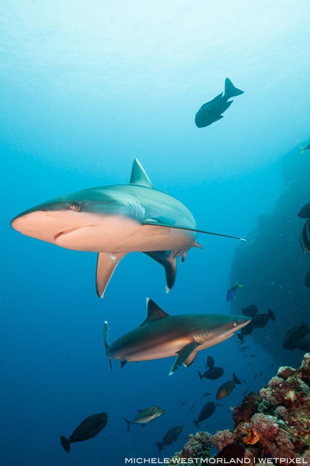 Silver-tip shark (Carcharhinus albimarginatus) hunting over reef system.  Papua New Guinea