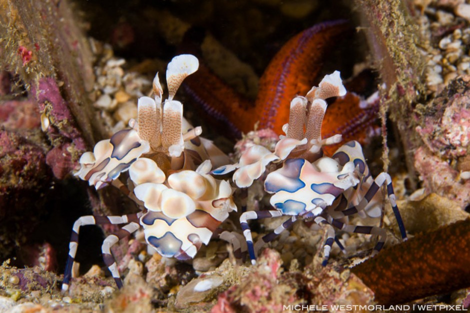 Pair of harlequin shrimp (Hymonocera elegans) feeding on
a seastar.