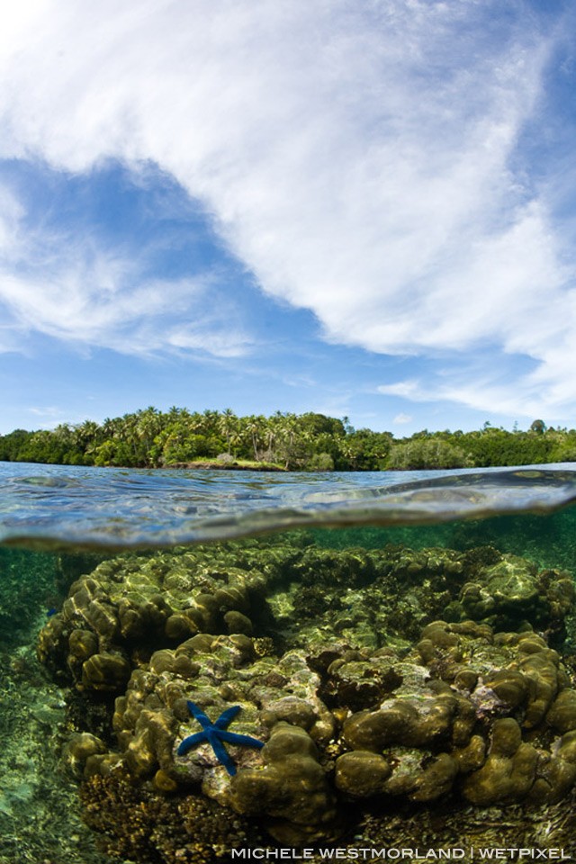 Over-under shots showing shallow reef system and mangroves in background. McLaren (Kofulu)  Harbour, Tufi, Papua New Guinea