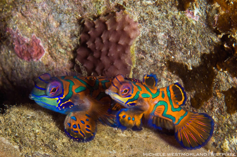  Mandarinfish pair (synchiropus splendidus). House Jetty Reef.  Night dive.  Tufi, Papua New Guinea