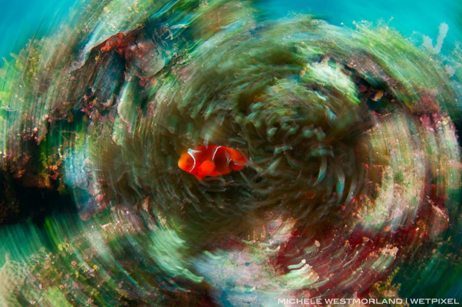 Spinecheek anemonefish (Premnas biaculeatus)  Slow shutter speed circular motion Tufi, Papua New Guinea