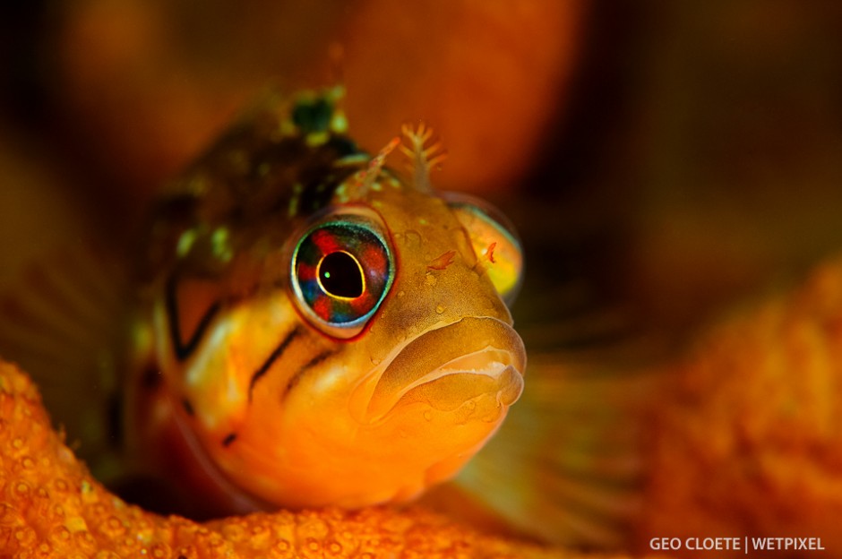 Speckled Klipfish (*Clinus venustris*).