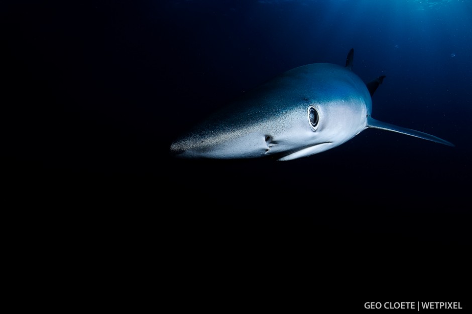 Blue Shark (*Prionace glauca*).