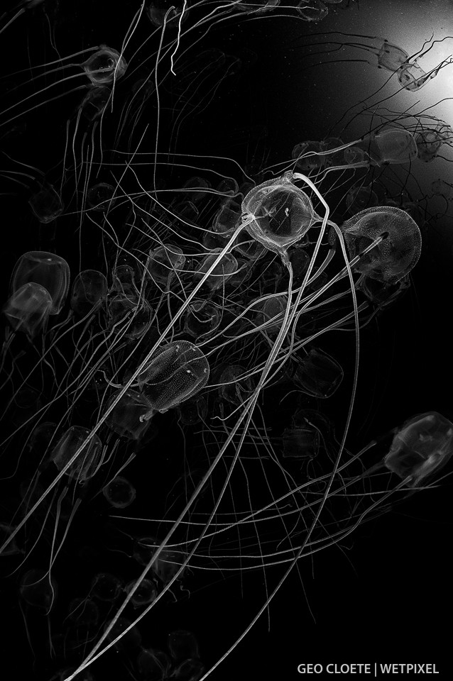 Box Jellyfish (*Carybdea branchi*).