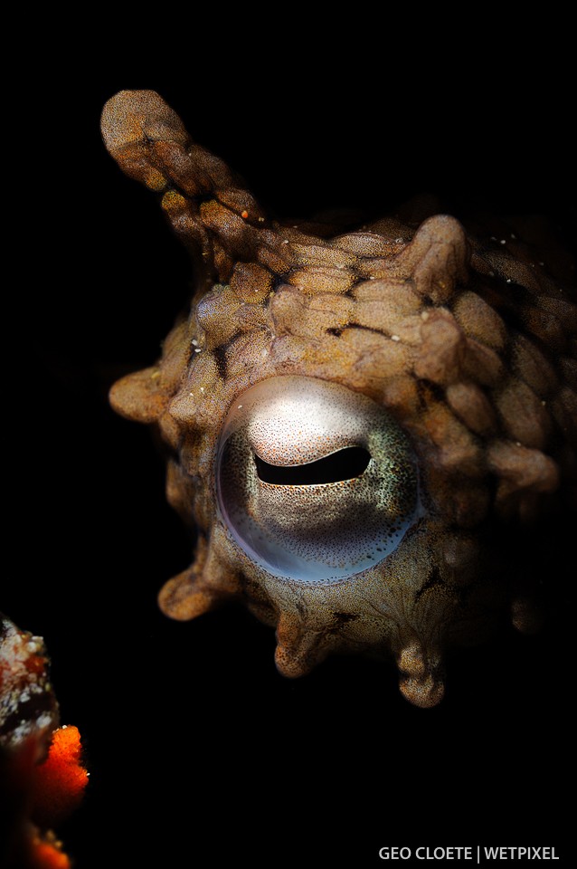 Close-up of an octopus eye.