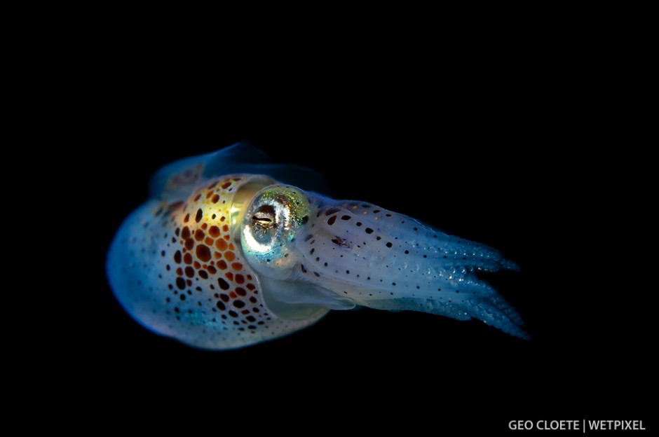 Bobtail Squid (*Sepiolida sp*).