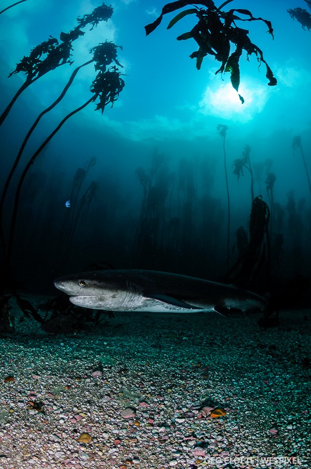 Sevengill Shark (*Notorynchus cepedianus*)