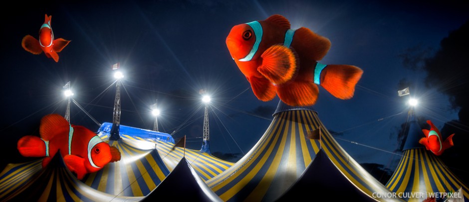 Clownfish circus.