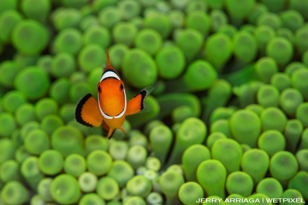 Anemone fish in a particuarly luminescent anemone