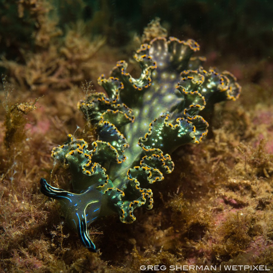 An Elysia diomedea sea slug