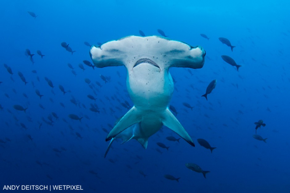 A scalloped hammerhead (Sphyrna lewini) approaches at Darwin Arch, Galapagos Islands. The black specks on the underside of the shark are parasites.  The sharks visit the cleaning stations at Darwin Arch to have these parasites removed. Andy Deitsch