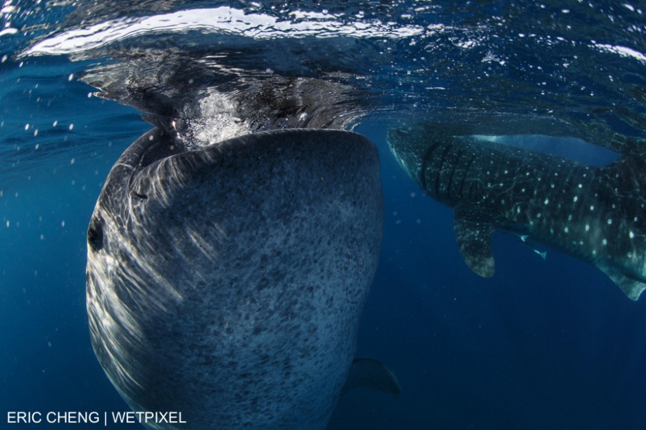 A "botella" is a whale shark (Rhincodon typus) that has gone vertical at the surface, where it sits, stationary, gulping plankton and air. Shot in Isla Mujeres, Mexico. Eric Cheng