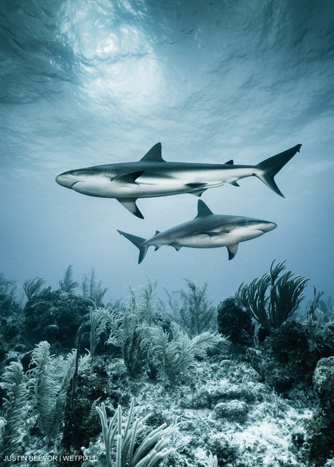 Pair of Caribbean Reef Sharks (Carcharhinus perezii). Justin Beevor