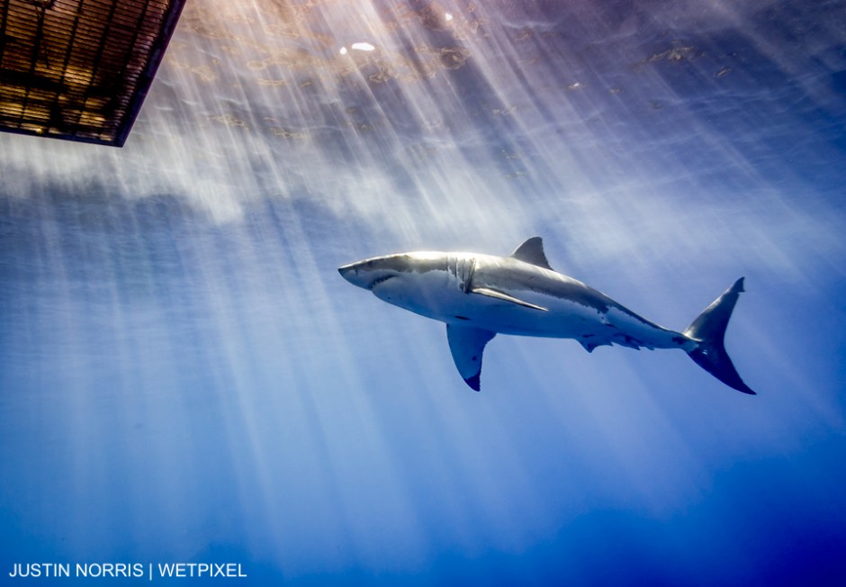 Taken at Guadalupe Island in August 2015. Justin Norris