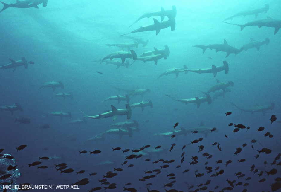 Scalloped hammerhead sharks shoal in Darwin Island, Northern Galapagos, Ecuador. The picture was shot with Nikonos V camera and 20mm lens. Scanned with Nikon Super Coolscan 4000. Michel Braunstein