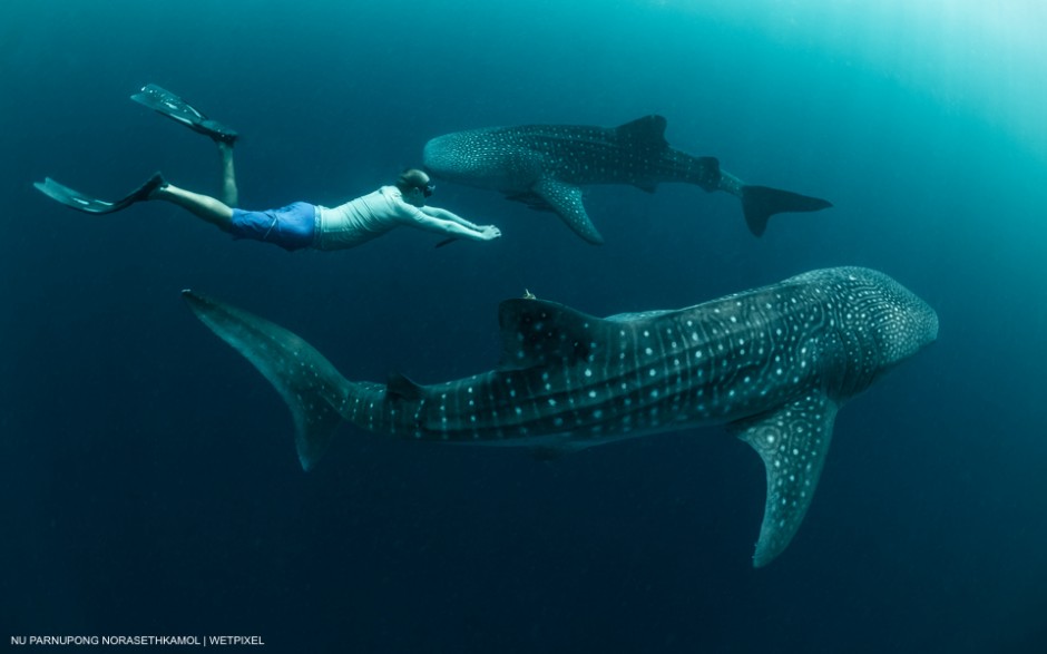Whale Shark (Rhincodon typus) at Cenderawasih bay, Indonesia. Two sub-adult male Whale Sharks circling underneath the bagan (fishing raft) and freediver learn how to swim in harmony with those beautiful creatures. Nu Parnupong Norasethkamol
