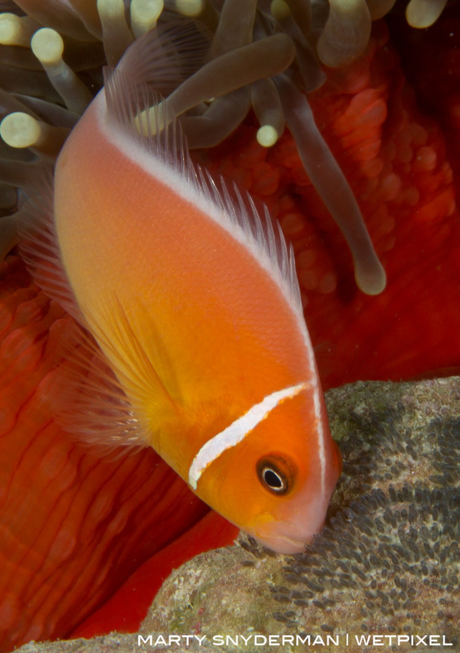 A pink anemonefish, *Amphiprion perideraion*, tending its eggs at the base of a sea anemone in M’il Channel, Yap