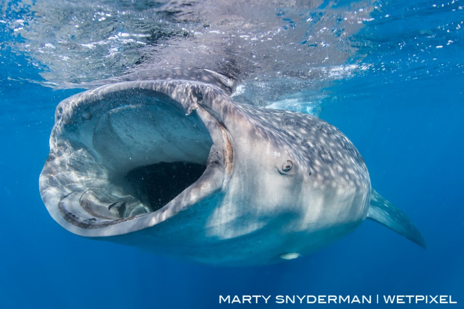 During a relatively predictable phenomenon, a whale shark, *Rhincodon typus*, feeds on fish eggs during the summer in the water off Isla Mujeres, Mexico