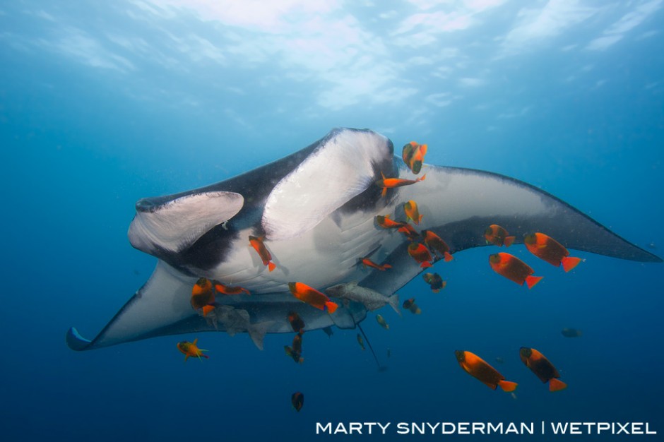 An oceanic manta ray (*Manta birostris*) being cleaned by a swarm of Clarion angelfish (*Holacanthus clarionensis*) in the water off of San Benedicto Island, one of four islands that comprise the Revillagigedo archipelago (aka the Socorros)